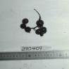 Click for 1 image(s) for this accession. FRUIT